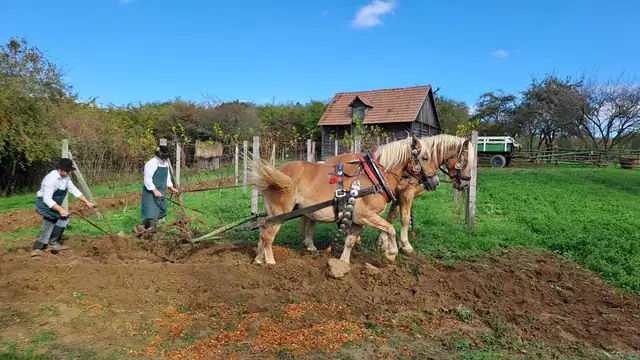 Orba koňským potahem ve skanzenu Rochus