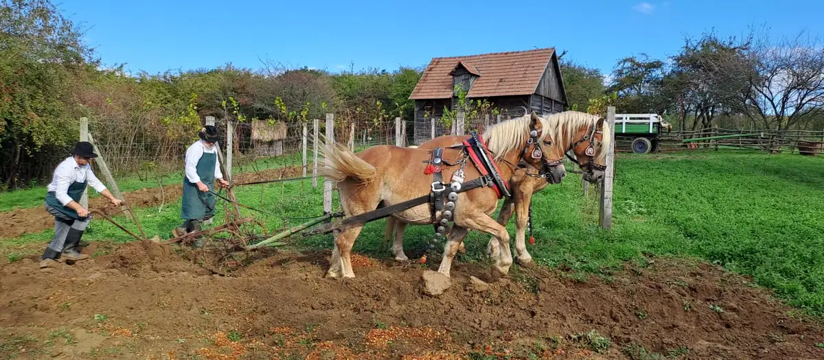 Orba koňským potahem ve skanzenu Rochus: dva muži v dobovém oblečení vedou pluh za dvojicí koní