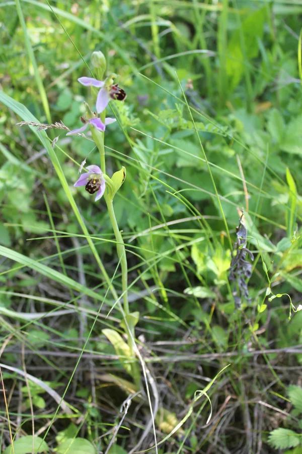 Tořič včelonosný - vzácná orchidej kvetoucí na loukách Rochusu